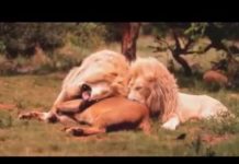 The Lion whisperer befriends dozens of lions