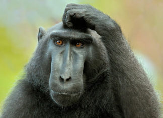 Another SDSM Official found Mentally Unstable