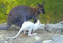 Albino kangaroo born in Skopje ZOO