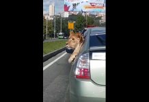 Only in Russia: Lion enjoys a ride in a Prius
