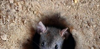 DPNE to protest against electricity prices