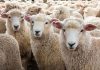 EU asks Northerners for a higher voter turnout on May 5th