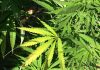 Zaev announces good news for his Cartel: Lesotho to export 85t of marijuana