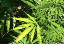 SDSM Cartel continues campaign to legalize marijuana