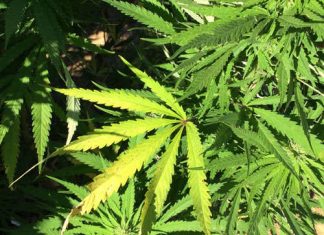 Zaev wants to legalize drug trafficking under the EU flag