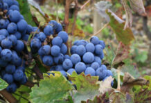 Kavadarci’s grape growers enter oligarch Sveto Janevski’s property…