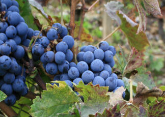 Kavadarci’s grape growers enter oligarch Sveto Janevski’s property…